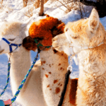 Alpaka Gschnitz in Tirol. Alpakas im Wipptal.