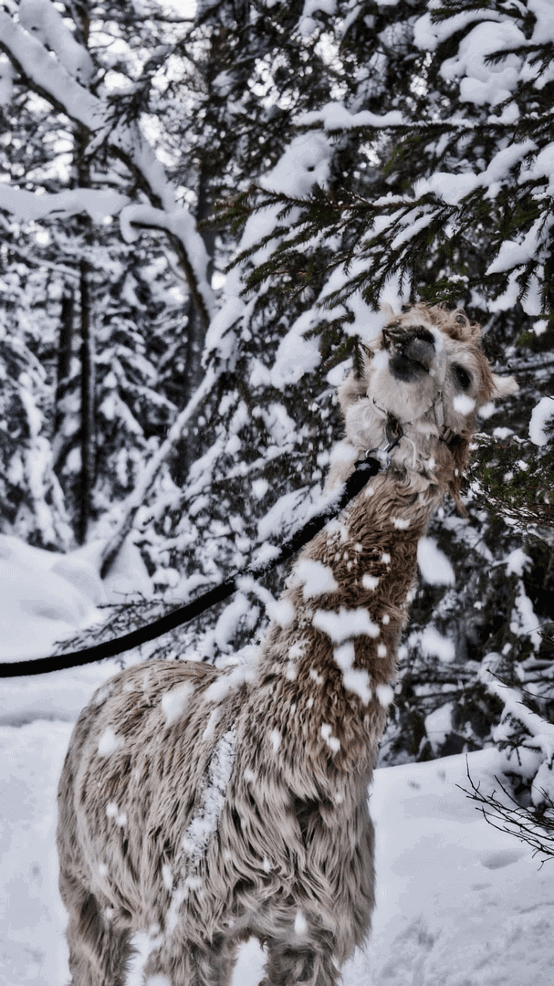 Alpaka Gschnitz in Tirol. www.alpaka.tirol