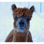 Alpaka Gschnitz in Tirol. Alpakas im Wipptal.