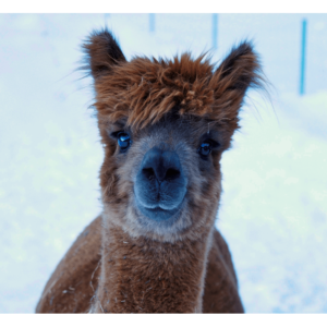 Alpaka Gschnitz in Tirol. Alpakas im Wipptal.