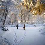 Winterwanderung - im Anschluss gibt's Glühwein & Punsch 33 Alpaka Gschnitz in Tirol. Wanderungen.