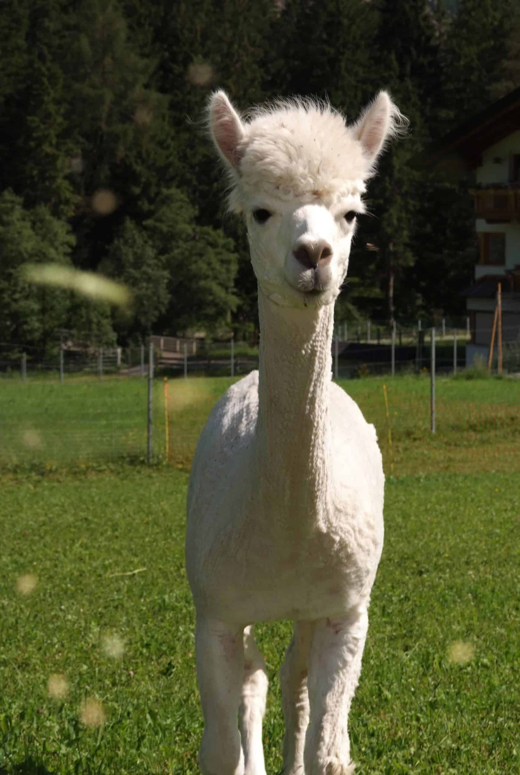 Sommer-Alpaka1-scaled Gschnitzer Alpaka