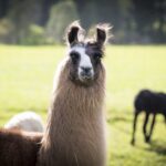 Gschnitzer Alpaka - www.alpaka.tirol