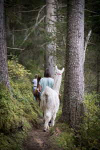 001_Alpka-Gschnitz_0-15 Wanderungen