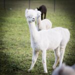 Gschnitzer Alpaka - www.alpaka.tirol