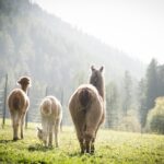Gschnitzer Alpaka - www.alpaka.tirol
