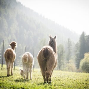 Gschnitzer Alpaka - www.alpaka.tirol