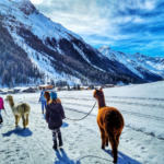 Gschnitzer Alpaka - www.alpaka.tirol