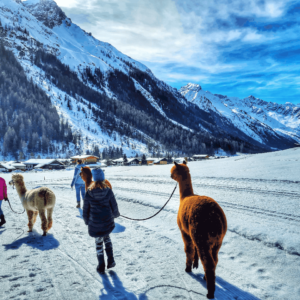 Gschnitzer Alpaka - www.alpaka.tirol