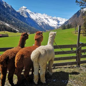 Gschnitzer Alpaka - www.alpaka.tirol