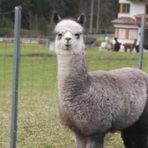 Hengst VALENTINO