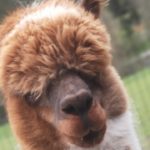 Gschnitzer Alpaka - www.alpaka.tirol