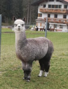TLA Valentino