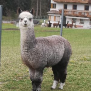 TLA Valentino