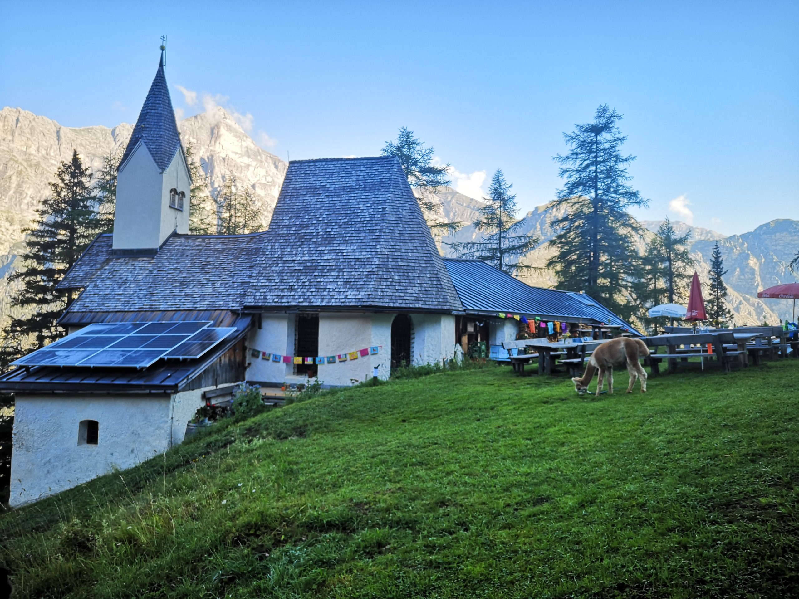 Alpaka-Wanderung-Gschnitz-Plus2-scaled Wanderungen