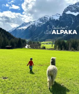 Gschnitzer Alpaka - www.alpaka.tirol
