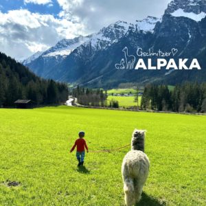 Gschnitzer Alpaka - www.alpaka.tirol