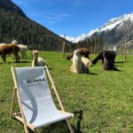 Gschnitzer Alpaka - www.alpaka.tirol