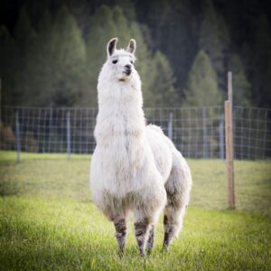 Gschnitzer Alpaka - www.alpaka.tirol