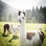 Gschnitzer Alpaka - www.alpaka.tirol