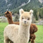 Gschnitzer Alpaka - www.alpaka.tirol
