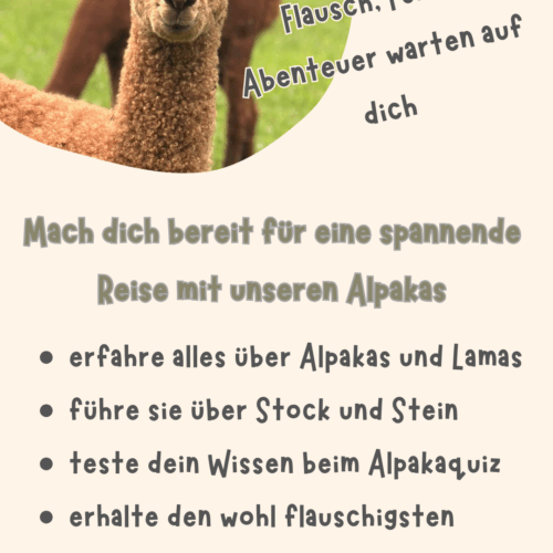 KidsMeetAlpaka2-500x500-1 Ferienzeit für Kids