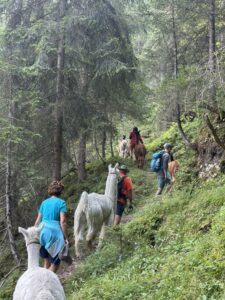 Alpaka Wanderungen
