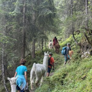 Alpaka Wanderungen