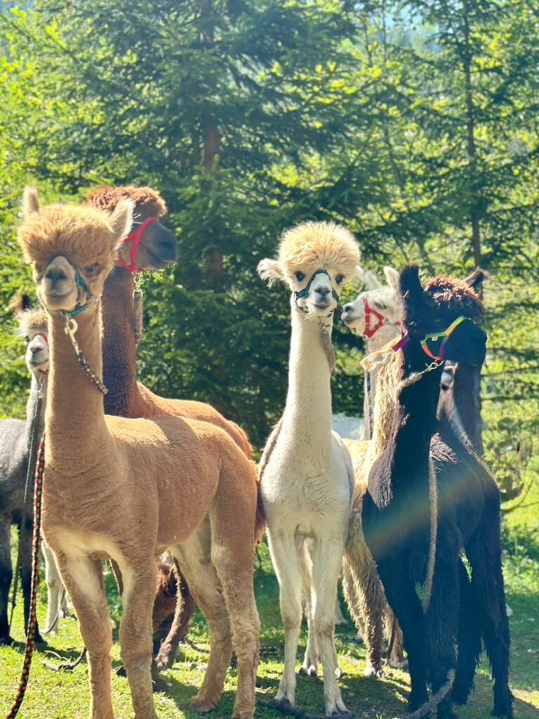 IMG_9342-768x1024 Wanderungen