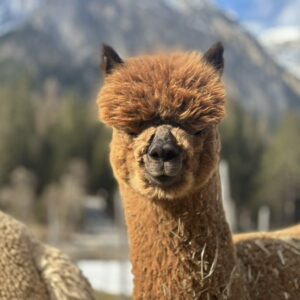 Alpaka Tirol