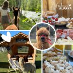 Gschnitzer Alpaka - www.alpaka.tirol