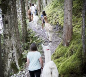 001_Alpka-Gschnitz_0-20-mec-thumb-300-268 Alpakawanderung light