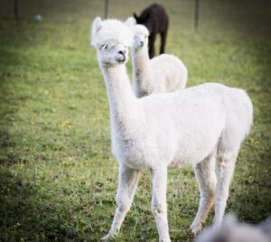 001_Alpka-Gschnitz_0-21-mec-thumb-300-268 Alpakawanderung light