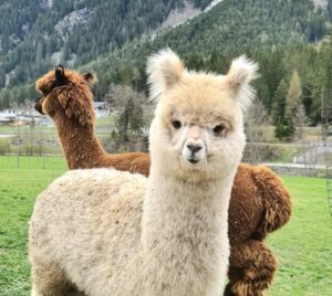 001_Alpka-Gschnitz_0-7-300x300-1-mec-thumb-300-268 Alpakawanderung light