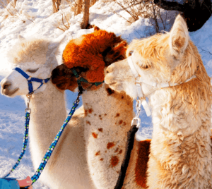 1_Gschnitzer-Alpaka_Alpaka-Gschnitz-4_19-mec-thumb-300-268 Winterwanderung - im Anschluss gibt's Glühwein & Punsch