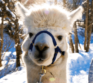 Alpaka-Gschnitz-6-Alpaka-Auswahl-mec-thumb-300-268 Winterwanderung - im Anschluss gibt's Glühwein & Punsch