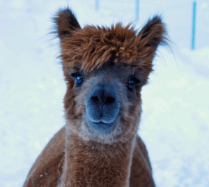 Gschnitzer-Alpaka_Alpaka-Gschnitz-2_19-1-Alpaka-Auswahl-mec-thumb-300-268 Winterwanderung - im Anschluss gibt's Glühwein & Punsch