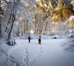 Gschnitzer-Alpaka_IMG_20181217_141737_19-mec-thumb-300-268 Winterwanderung - im Anschluss gibt's Glühwein & Punsch