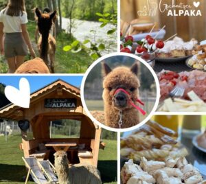 wandern-marende-mec-thumb-300-268 Alpakawanderung light